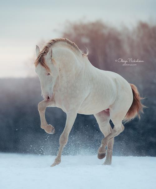 свобода ◆ liberty