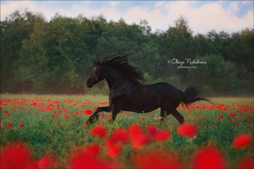 свобода ◆ liberty