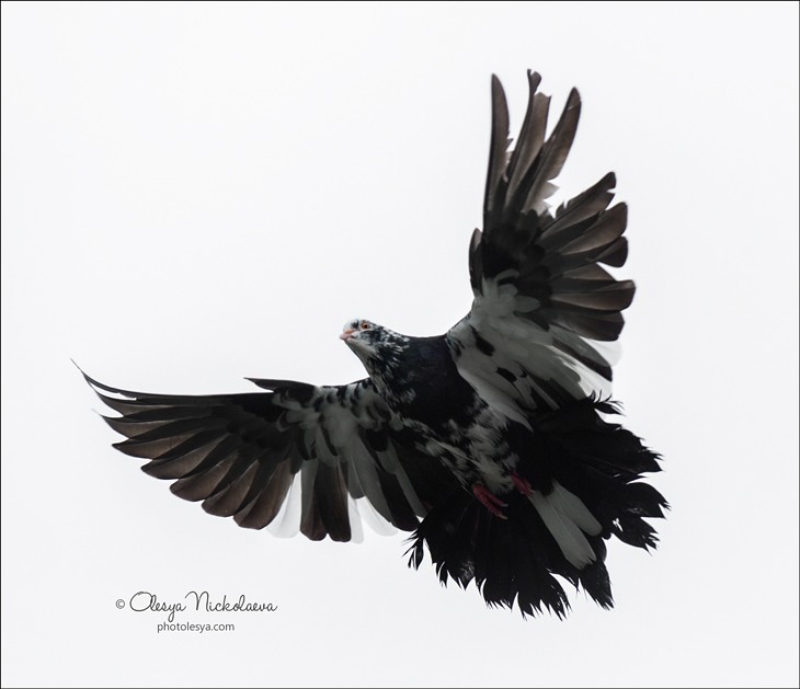  другие животные ◆ other animals