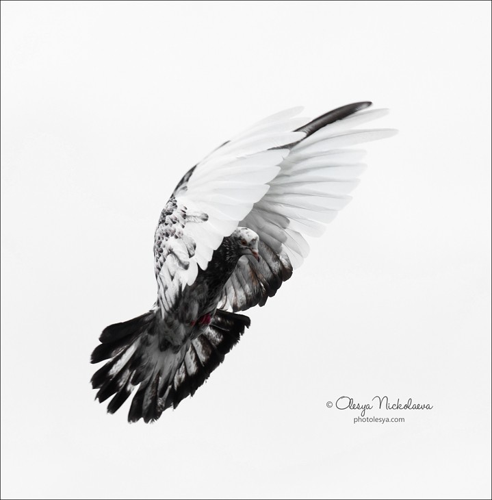  другие животные ◆ other animals