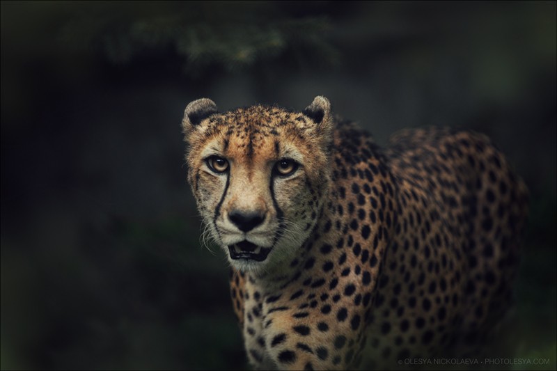  другие животные ◆ other animals
