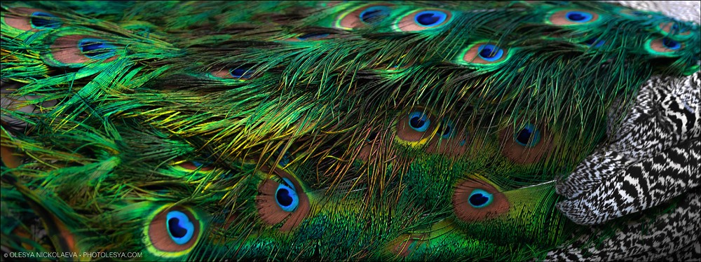  другие животные ◆ other animals