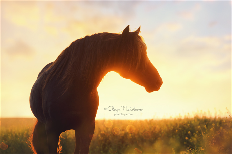 дикие лошади ◆ wild horses