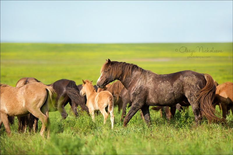 дикие лошади ◆ wild horses