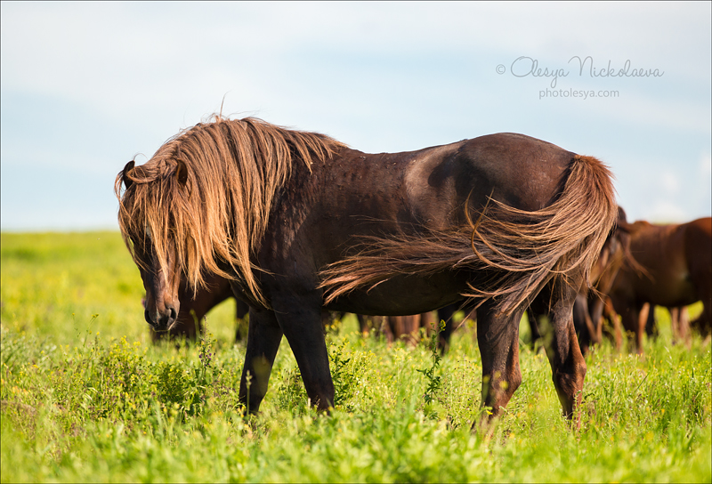 дикие лошади ◆ wild horses