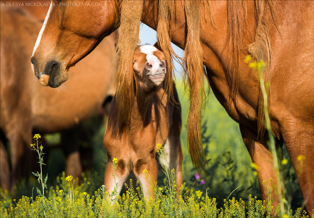 дикие лошади ◆ wild horses