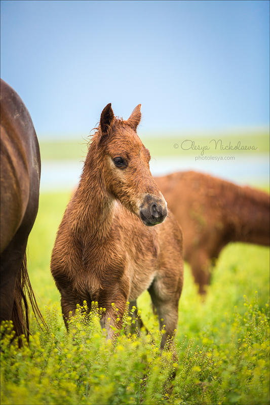 дикие лошади ◆ wild horses