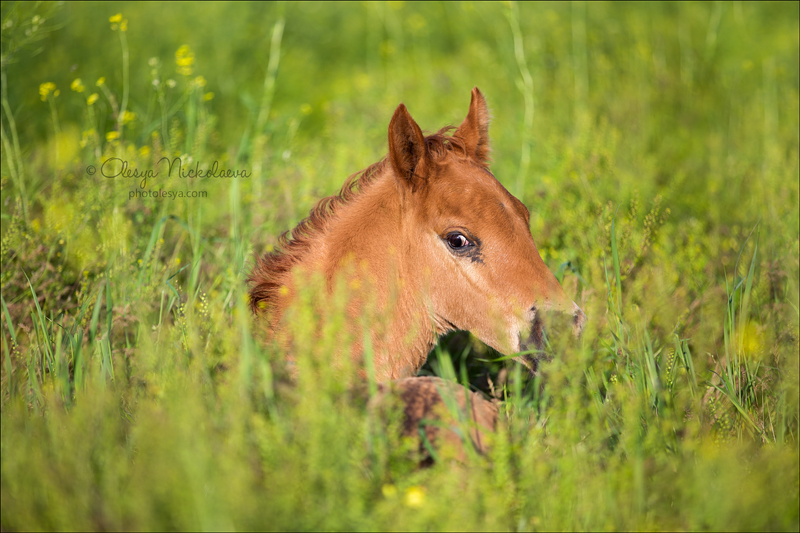 дикие лошади ◆ wild horses