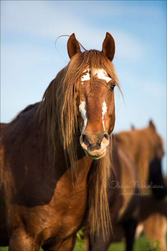 дикие лошади ◆ wild horses