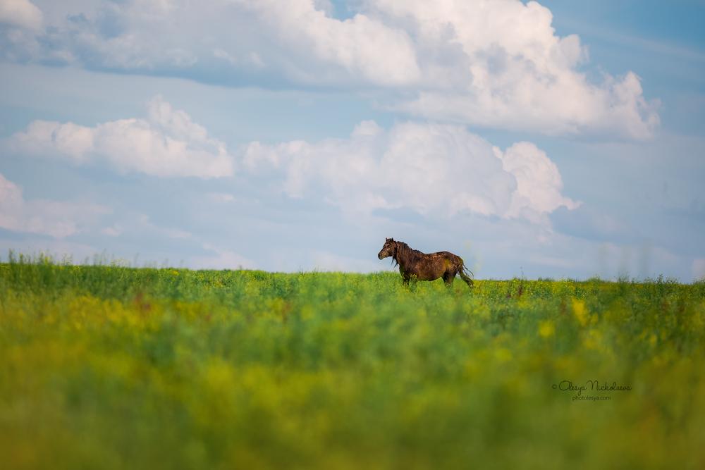 дикие лошади ◆ wild horses
