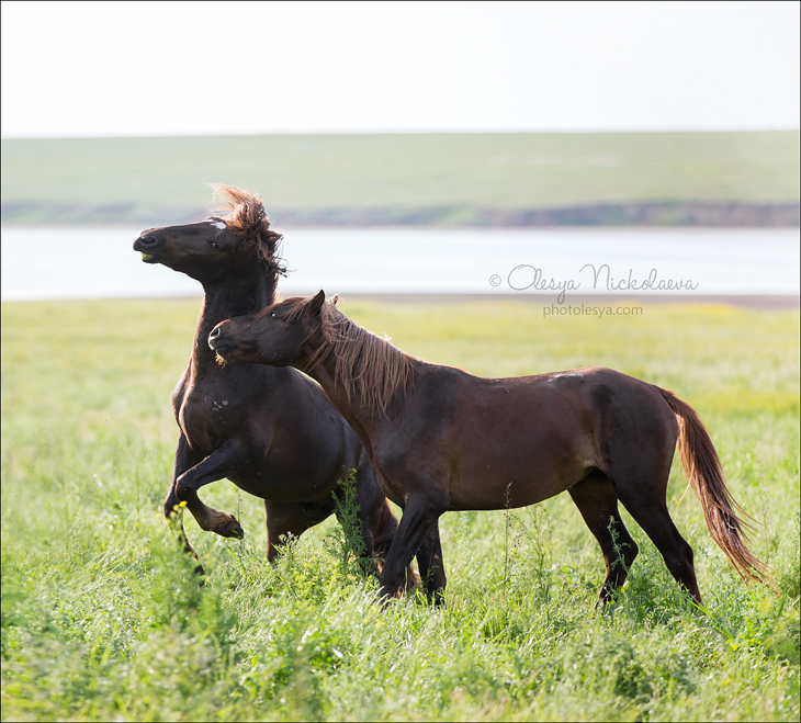 дикие лошади ◆ wild horses