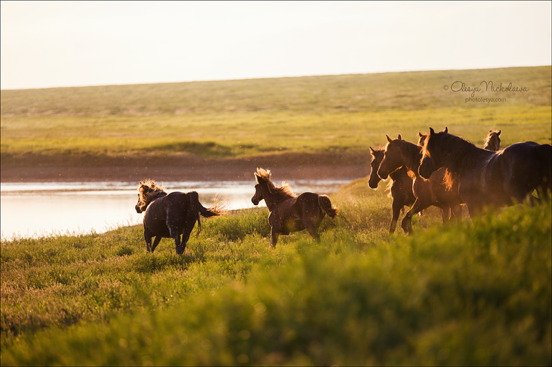 дикие лошади ◆ wild horses