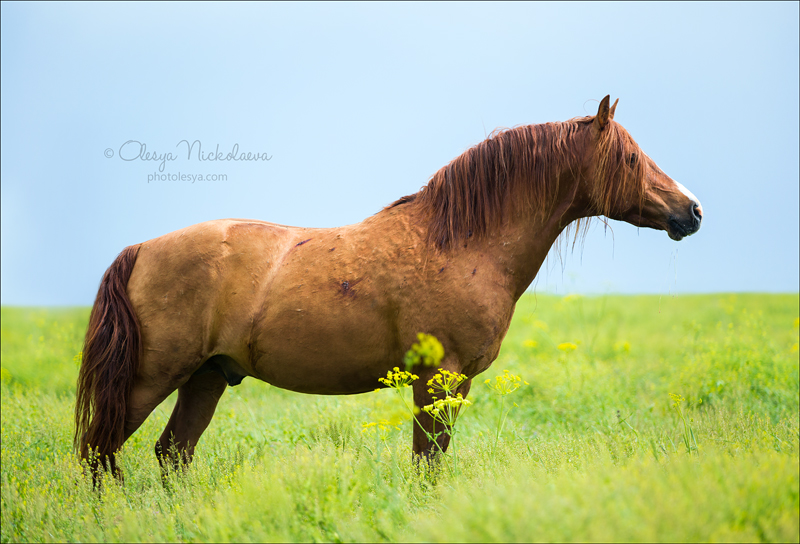 дикие лошади ◆ wild horses