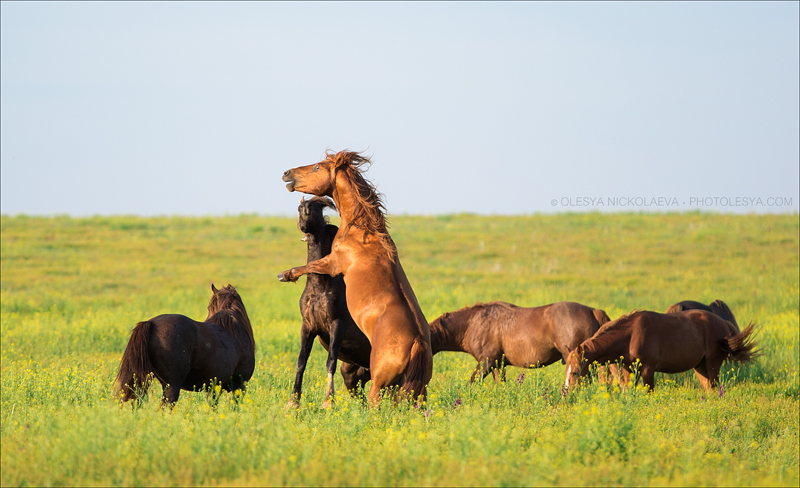 дикие лошади ◆ wild horses