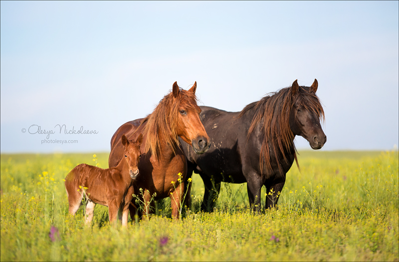 дикие лошади ◆ wild horses