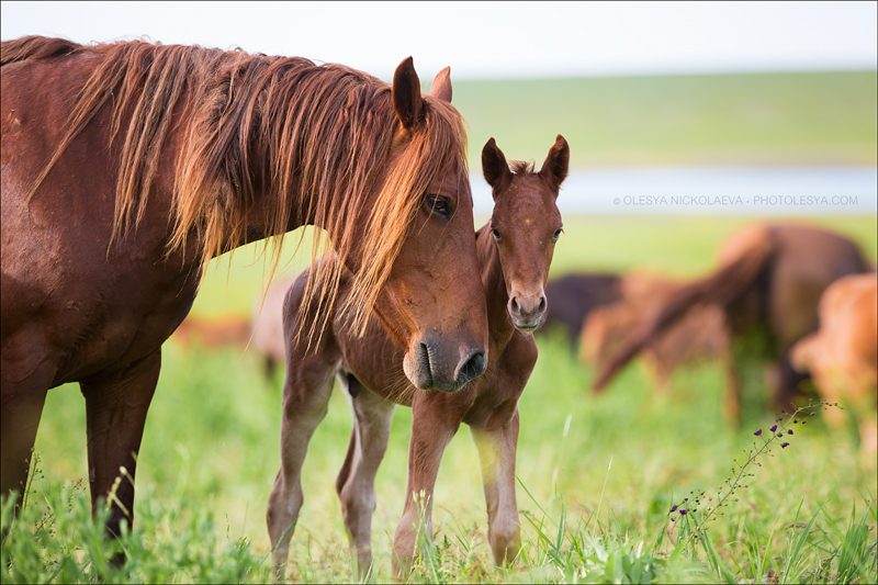 дикие лошади ◆ wild horses