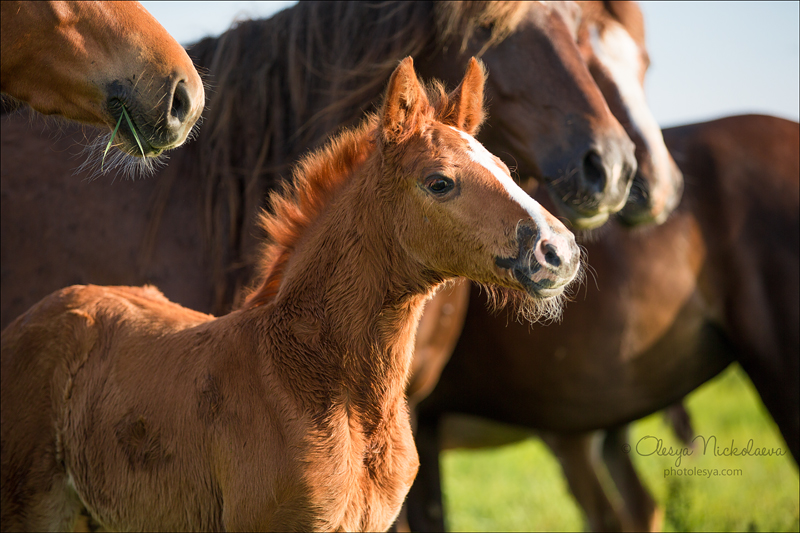 дикие лошади ◆ wild horses