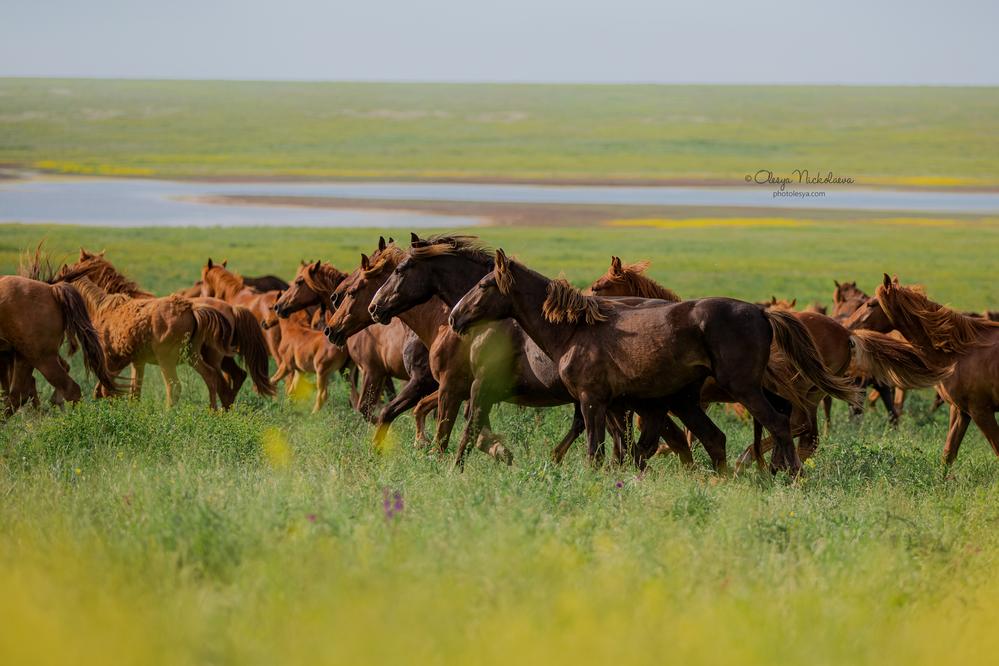 дикие лошади ◆ wild horses