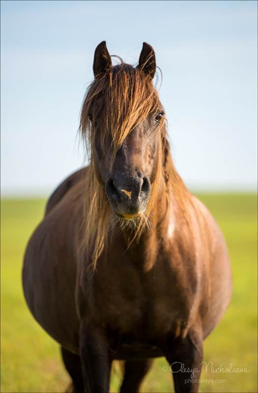 дикие лошади ◆ wild horses