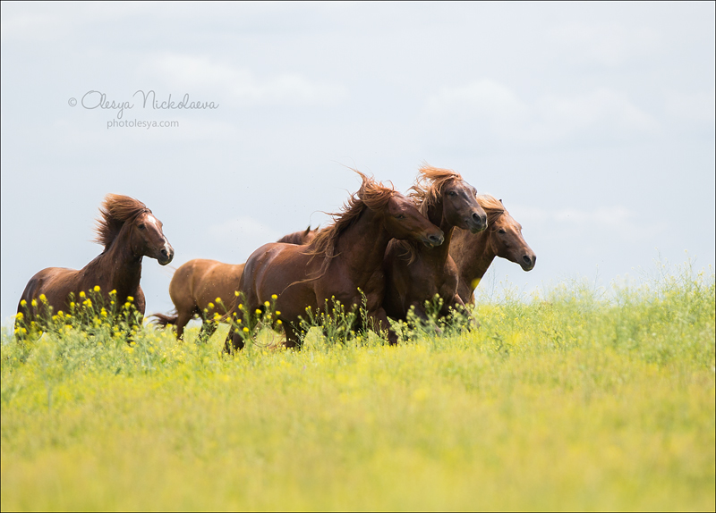 дикие лошади ◆ wild horses