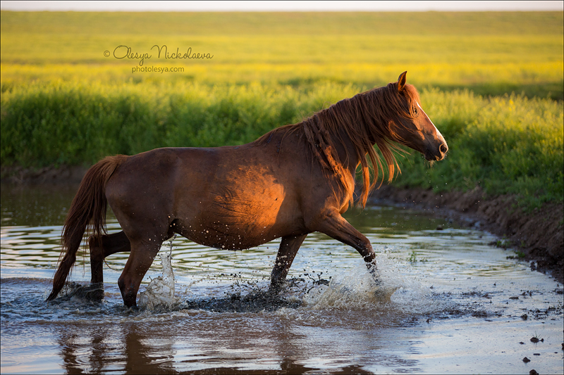 дикие лошади ◆ wild horses
