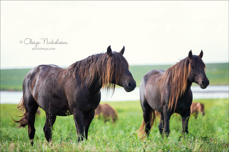дикие лошади ◆ wild horses