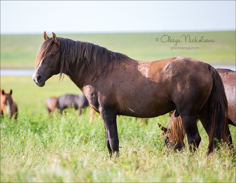 дикие лошади ◆ wild horses