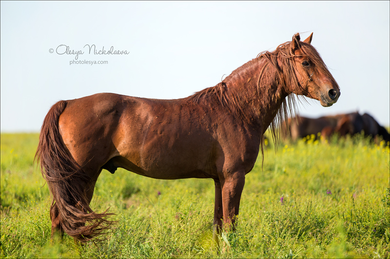 дикие лошади ◆ wild horses