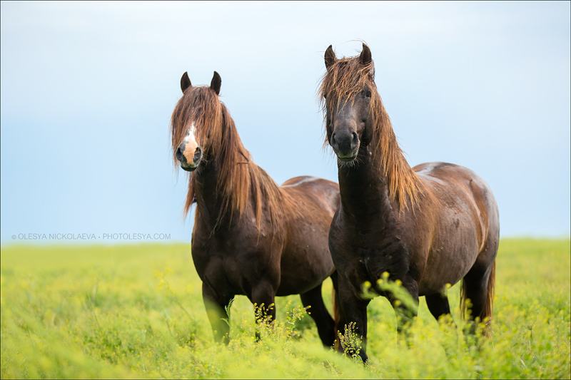 дикие лошади ◆ wild horses