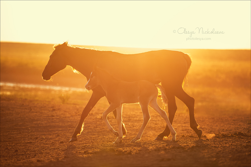 дикие лошади ◆ wild horses