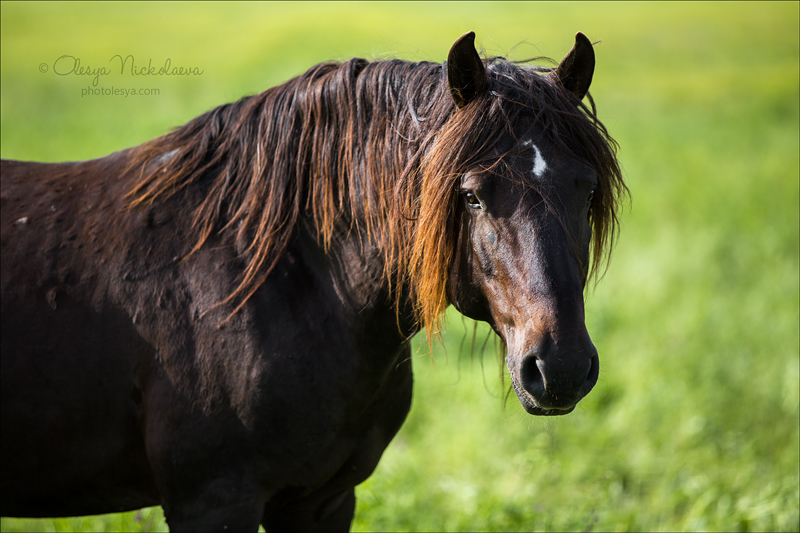 дикие лошади ◆ wild horses