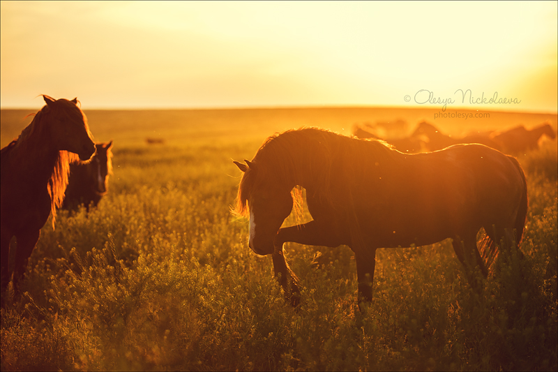 дикие лошади ◆ wild horses