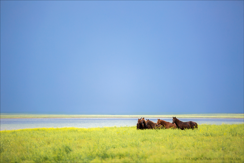 дикие лошади ◆ wild horses