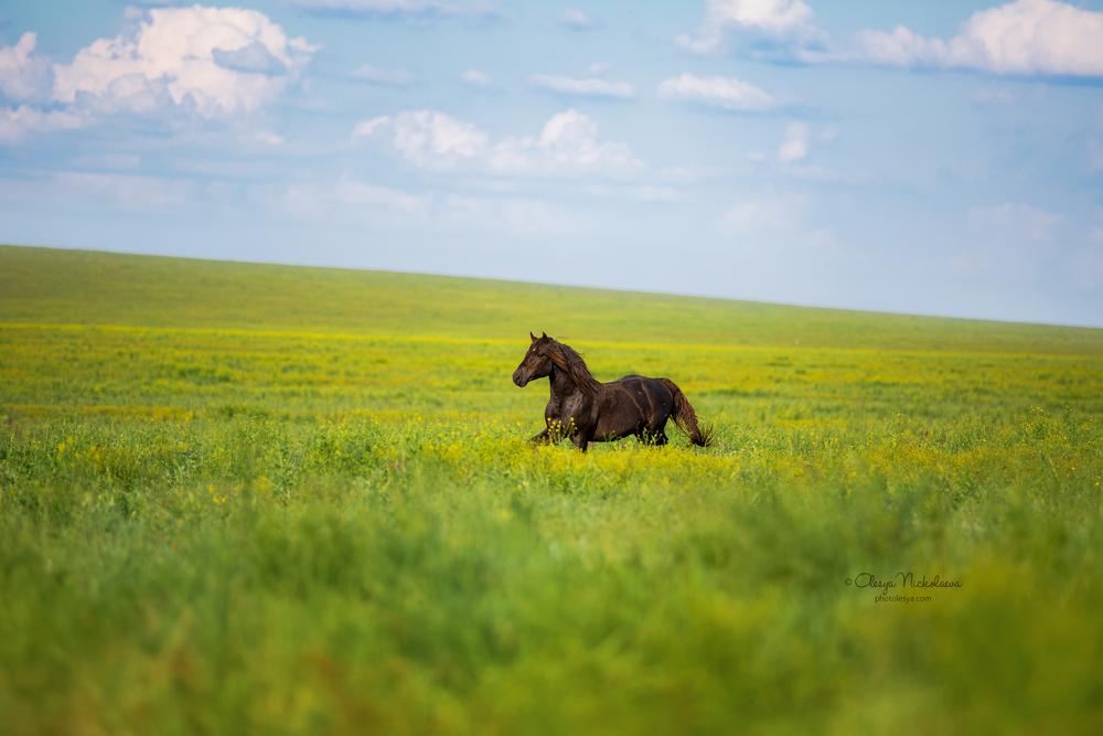 дикие лошади ◆ wild horses
