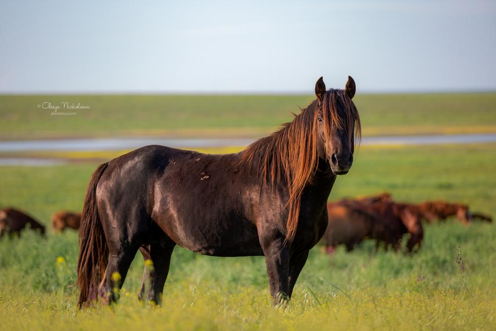 дикие лошади ◆ wild horses