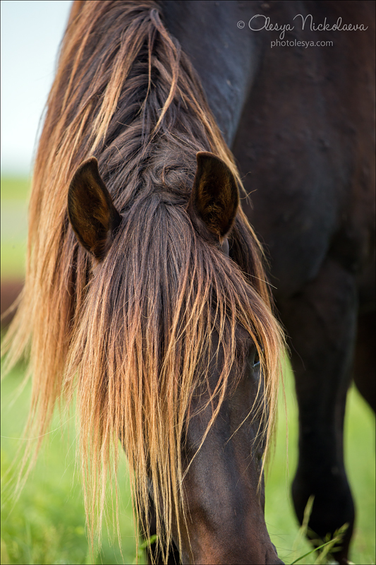 дикие лошади ◆ wild horses