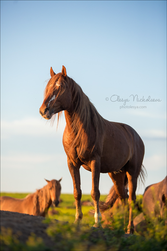 дикие лошади ◆ wild horses