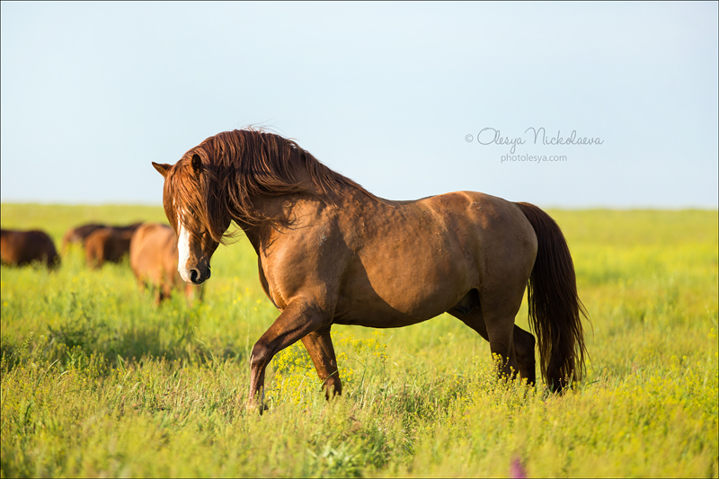 дикие лошади ◆ wild horses