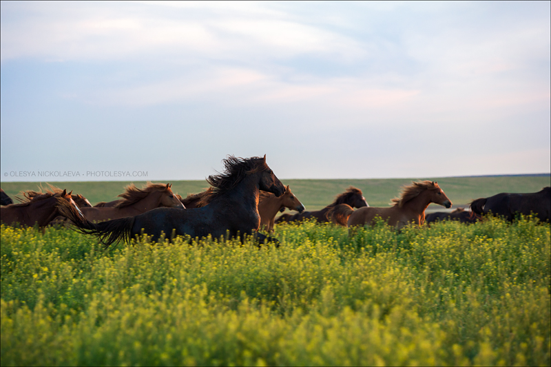 дикие лошади ◆ wild horses