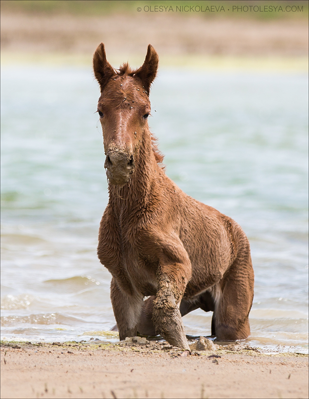 дикие лошади ◆ wild horses