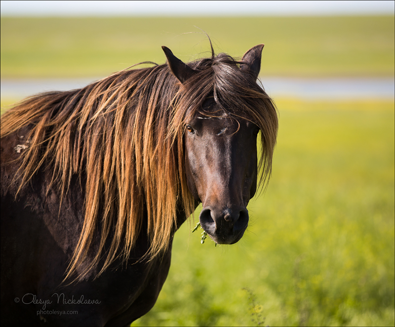 дикие лошади ◆ wild horses