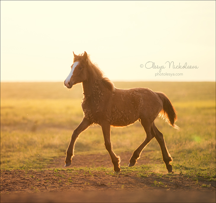 дикие лошади ◆ wild horses