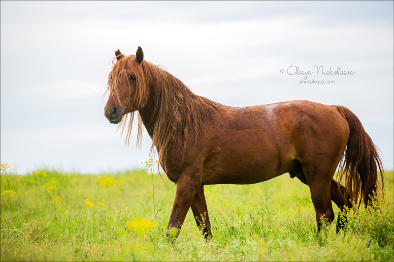 дикие лошади ◆ wild horses