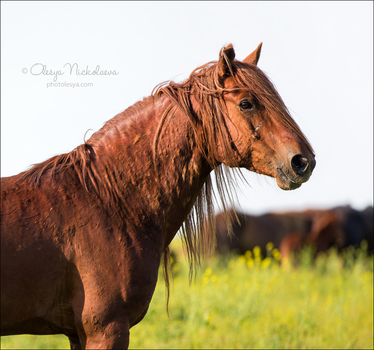 дикие лошади ◆ wild horses