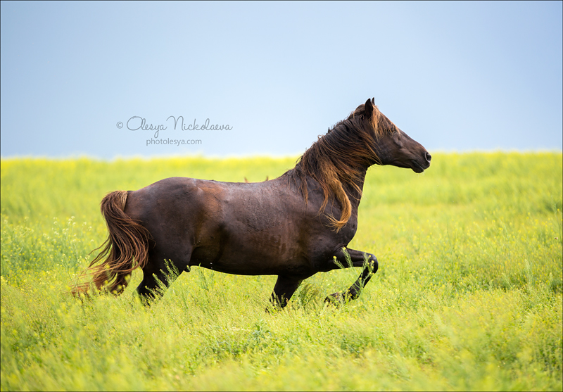 дикие лошади ◆ wild horses
