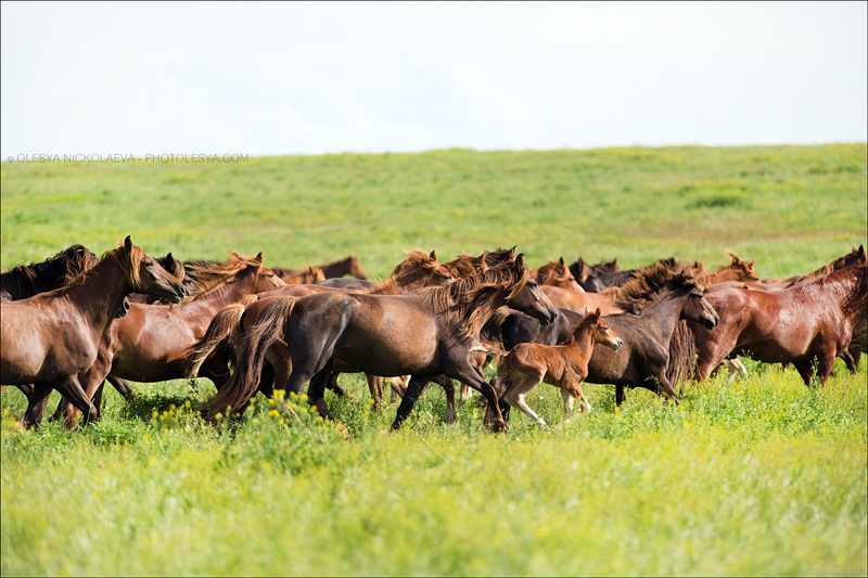 дикие лошади ◆ wild horses