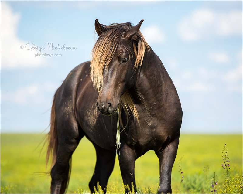 дикие лошади ◆ wild horses