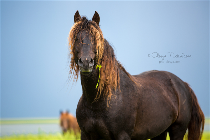дикие лошади ◆ wild horses