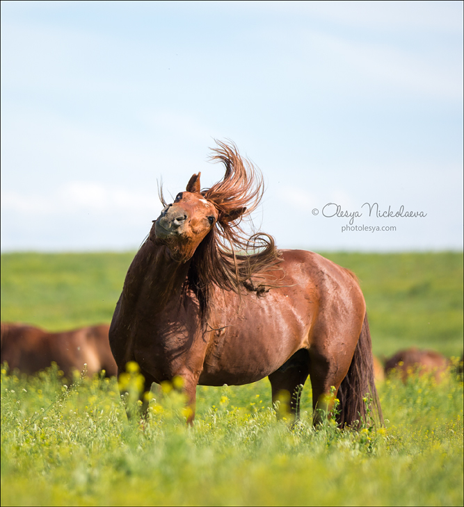 дикие лошади ◆ wild horses