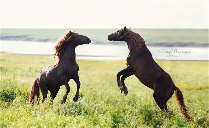 дикие лошади ◆ wild horses